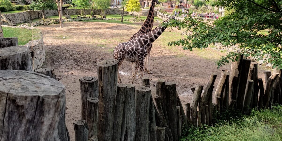 Výlet do ZOO Jihlava